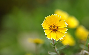 Flower, Macro, Petals, Blur, Smooth HD wallpaper