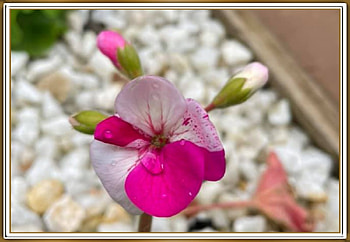 BEAUTIFUL GERANIUM, FLOWER, PRETTY, NATURE HD wallpaper