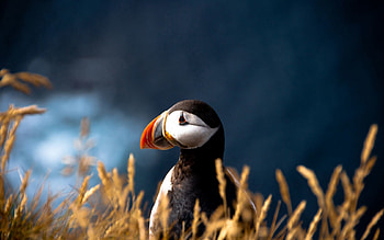 Animals, Grass, Bird, Beak, Duck, Dead End, Cul-De-Sac HD wallpaper