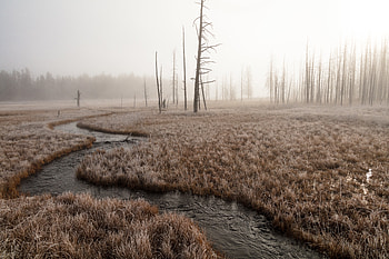 Nature, Rivers, Grass, Fog, Creek, Brook HD wallpaper