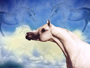 Mystical Skies, unicorns, white arabian, skies, white horses, pegasus, stallions, arabian horses, horses, animals, clouds HD wallpaper