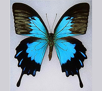 Australian beauty, australia, blue and black, butterfly, swallowtail, beauty HD wallpaper