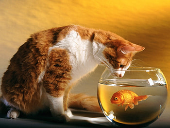 Animals, Cats, Aquariums, Fishes HD wallpaper