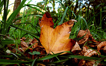 Nature, Grass, Autumn, Leaves, Dry, Maple HD wallpaper