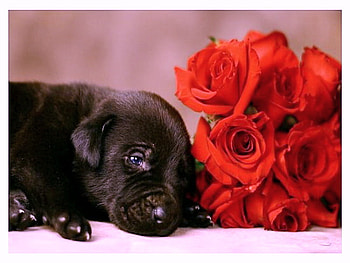 Puppy Love, puppy, black, roses, love, cute HD wallpaper