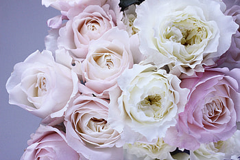 Flowers, Roses, Bouquet, Tenderness HD wallpaper