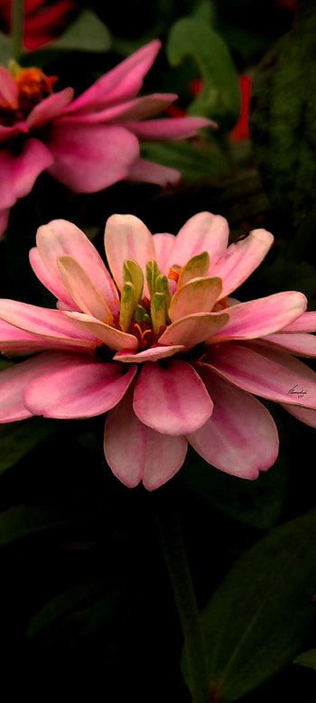 zinnia, herbaceous plant, pink, clicksvf, january, nature, 2022, graphy, flower, new year HD phone wallpaper