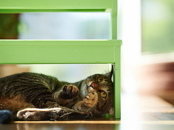 Cute cat, cute, cat, pet, animals HD wallpaper