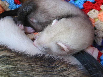 Snoozing Oscker 2, animal, ferret, play HD wallpaper