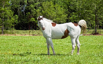 Animals, Grass, Spotted, Spotty, Stroll, Horse HD wallpaper