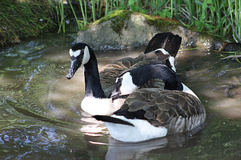 Animals, Ducks, Lake, To Swim, Swim, Pond HD wallpaper