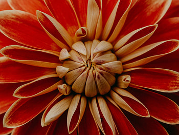 Dhalia, nature, macro, flower HD wallpaper