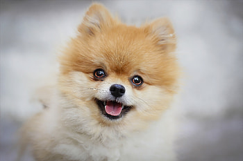 Pomeranian, , Background , Cute and fluffy HD wallpaper