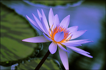 *Come Back Lotus*, graphy, cute, colors, spring, petals, water, pond, sweet, beautiful, seasons, summer, purple, pollen, leaves, pretty, water lilies, love, cool, nature, flowers, lilies, lovely, splendor, lotus HD wallpaper