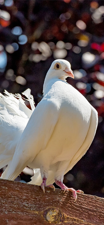 Pigeon species, Vibrant plumage, , Avian beauty HD phone wallpaper