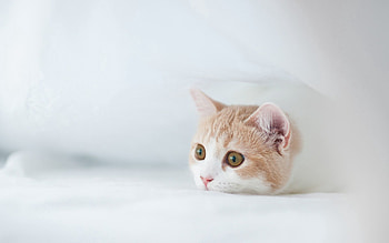 Animals, Kitty, Kitten, Muzzle, Hide, Fright, Hunt, Hunting HD wallpaper