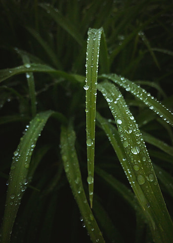 Nature, Water, Leaves, Drops, Macro, Dew HD phone wallpaper