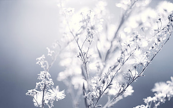 Plant, Macro, Sunlight, Pushinki, Pushinka HD wallpaper