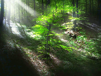 Sun Rays, rays, cool, sun HD wallpaper