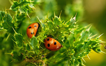 Insects, Ladybugs HD wallpaper