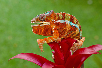 Animal, chameleon HD wallpaper