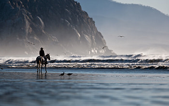 Nature, Birds, Sea, Shore, Bank, Horse, Horseman, Rider HD wallpaper