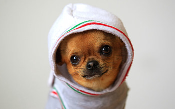 Animals, Dog, Puppy, Clothing, Chihuahua, Costume HD wallpaper