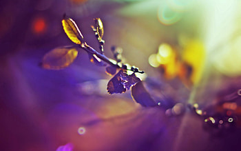 Winter, Leaves, Macro, Branch, Sunlight HD wallpaper