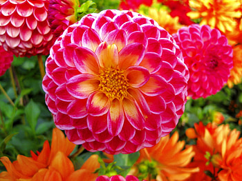 Dahlia flower, summer, purple, red, garden, beautiful, dahlia HD wallpaper