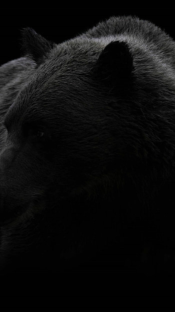 Bear, Beautiful portrait, Dramatic lighting, Close-up shot HD phone wallpaper