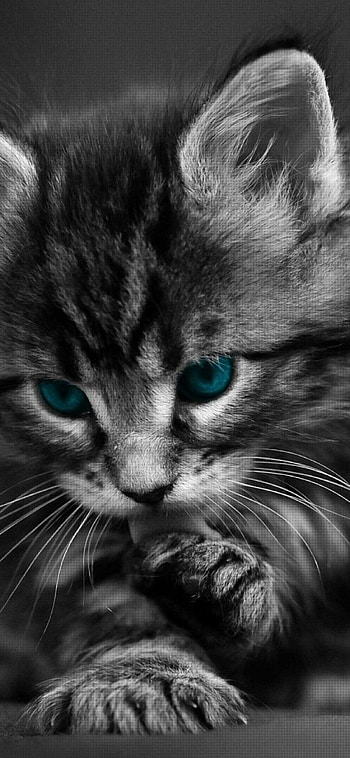Cat, -perfect beauty, Whiskered wonder, Feline fantasy HD phone wallpaper