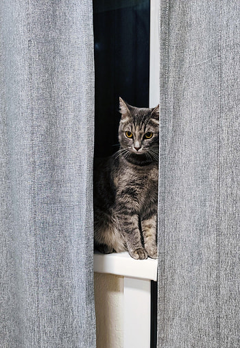 Animals, Cat, Pet, Grey, Window, Curtains HD phone wallpaper