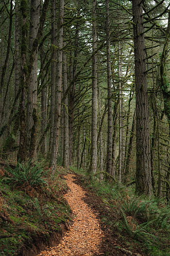 Nature, Trees, Pine, Forest, Path HD phone wallpaper