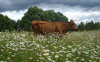 Animals, Camomile, Cow, Blooming Meadow, Blossoming Meadow HD wallpaper
