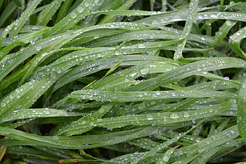 Big grass, water drops, morning HD wallpaper