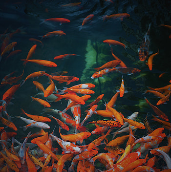 Animals, Fishes, Gold, Underwater World, Golden HD phone wallpaper