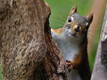 Can I Come, bark, squirrel, tree, nose HD wallpaper