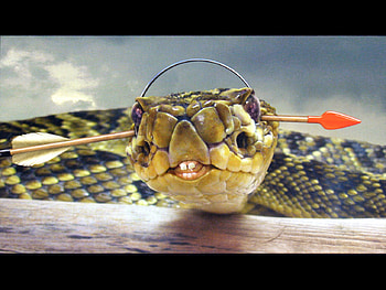 Snakes and Arrows - RUSH, rush, music, arrows, snakes HD wallpaper