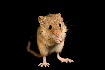 Mouse, animal friends, pet birds, animal names HD wallpaper