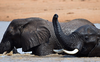 elephants in the river, elephants swim, river, wild animals, elephants, Africa HD wallpaper