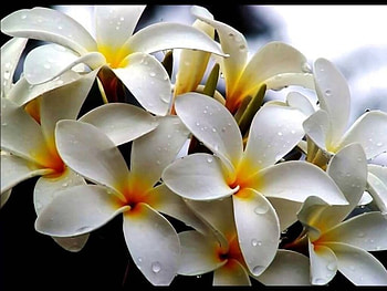 Plumeria, White, Close up, Petals HD wallpaper