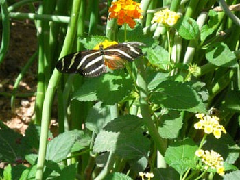 Butterfly, flower HD wallpaper