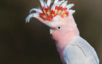Leadbeater's cockatoo, Mitchell's cockatoo, Pink parrot, Beautiful bird HD wallpaper