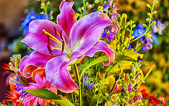 Plants, Flowers HD wallpaper