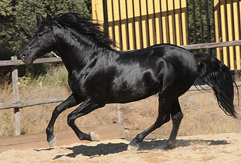 Hispano-Arabian, spanish, andalusian, crossbreed, horses, black, arabian HD wallpaper