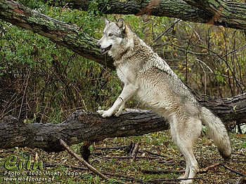 erin looking for tristan, wolves, woods, tristan, willow, erin HD wallpaper