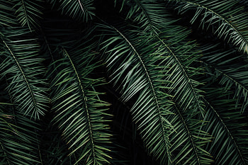 Nature, Leaves, Palm, Branches HD wallpaper