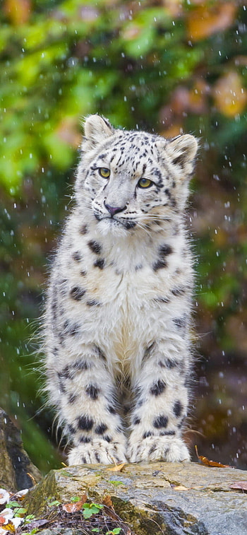 Snow Leopard, Zoo inhabitant, Captivating , 11 HD phone wallpaper