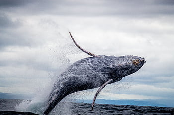 Majestic humpback whale breaching in the Pacific Ocean, Colombia, showcasing marine wildlife beauty. HD wallpaper