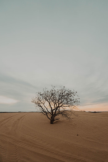 Nature, Sand, Desert, Wood, Tree, Dry, Alone, Lonely HD phone wallpaper